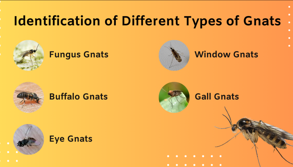 How to Get Rid of Gnats: Challenges, and Future Trends