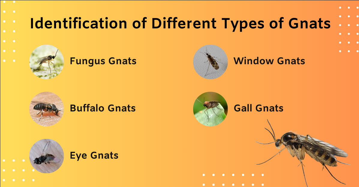 How to Get Rid of Gnats: Challenges, and Future Trends
